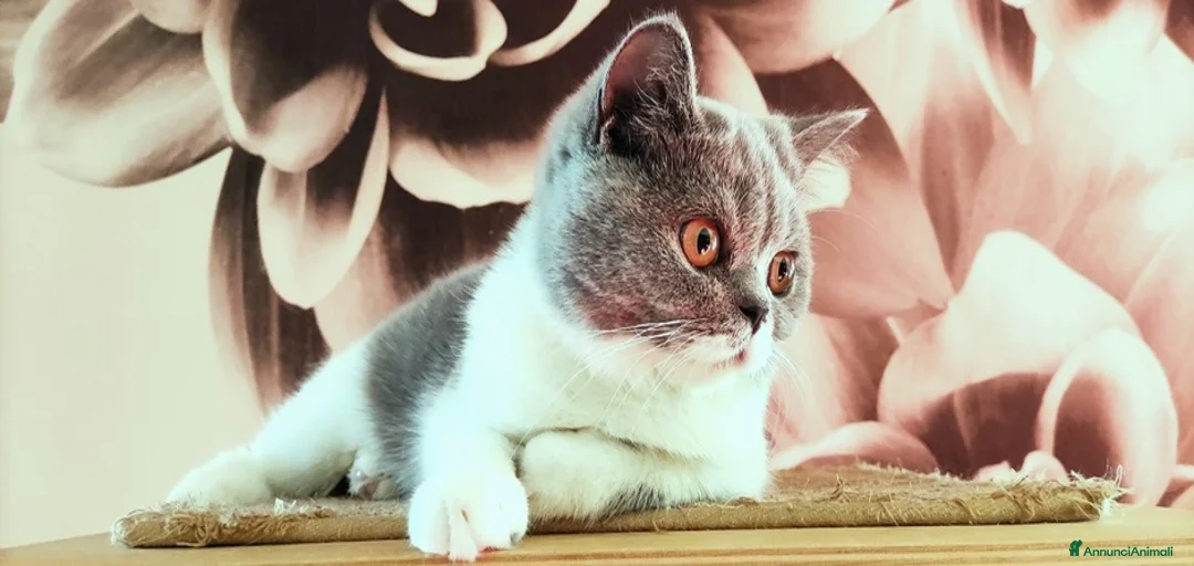 Immagine della galleria {{count}}