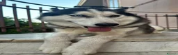 Husky cani per accoppiamento: Maschio Husky Siberiano Disponibile per Monta a Provincia di Caserta - Annuncio 4