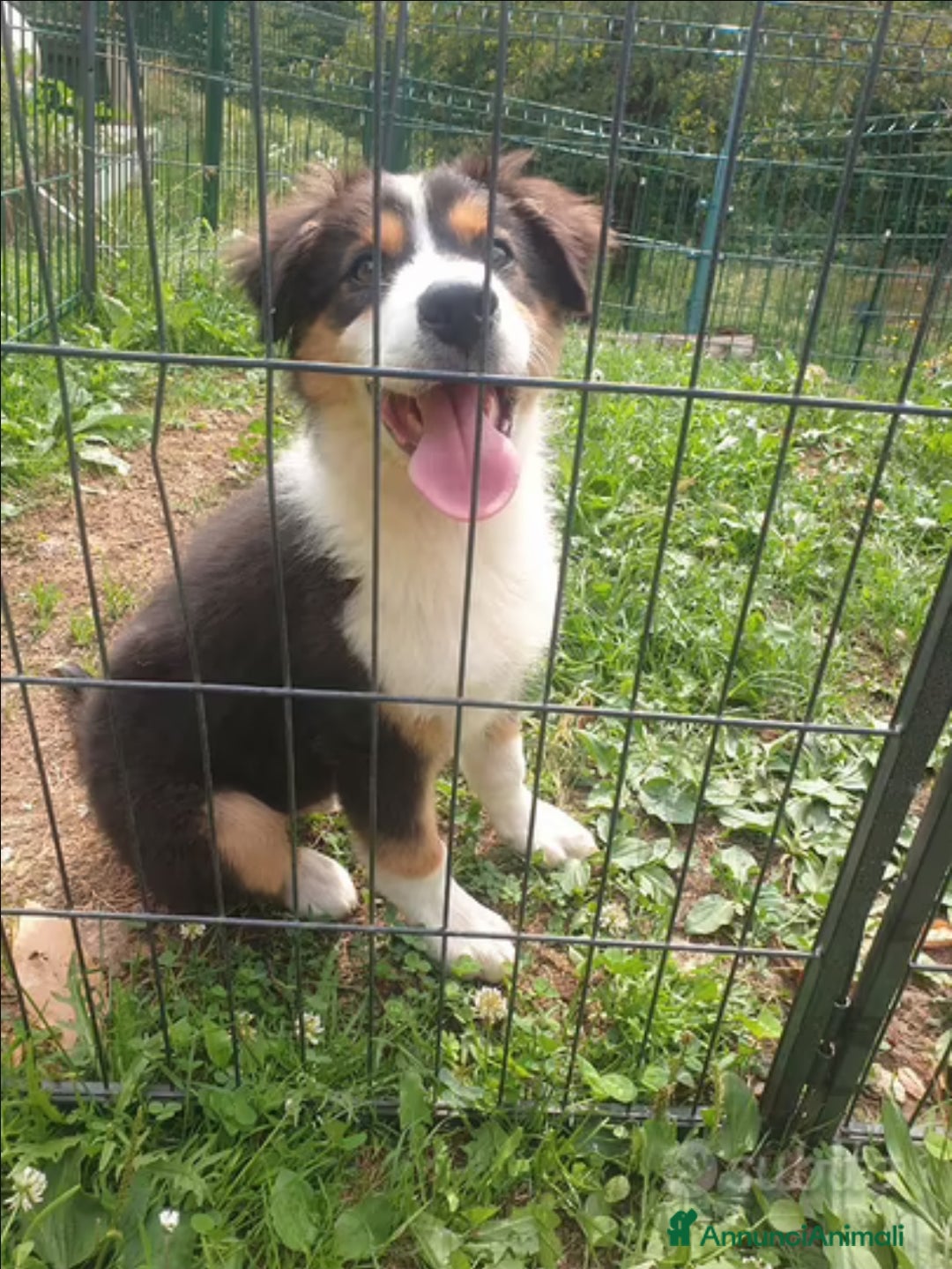 Australian Shepherd cani in vendita: Cuccioli pastore australiano femmine blacktricolor a Provincia di Bergamo - Annuncio 5