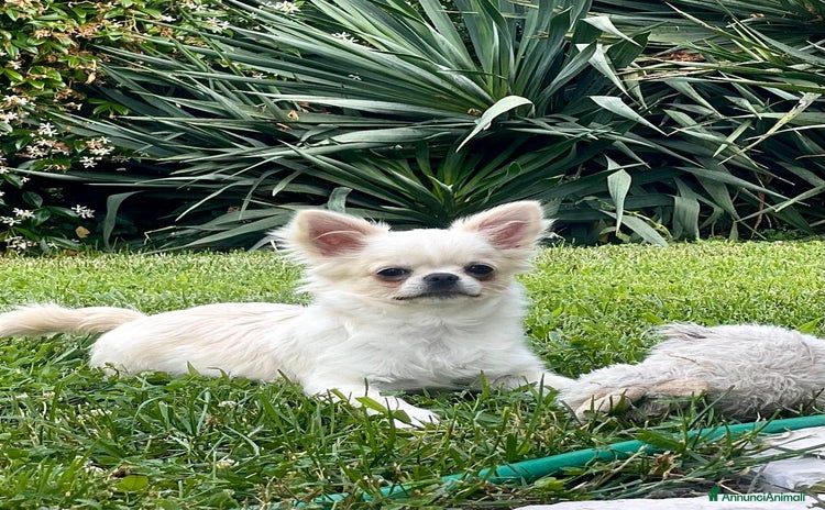 Chihuahua cani a Provincia di Rieti - Annuncio 11