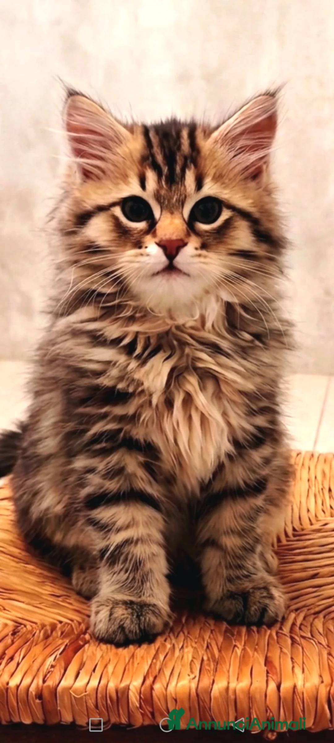 Siberiano gatti in vendita: gattini siberiani cercano famiglia a Provincia di Varese - Annuncio 2