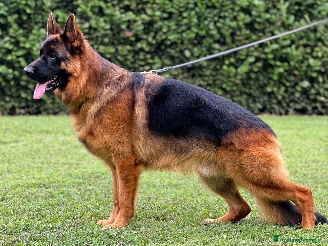 Immagine della galleria {{count}}