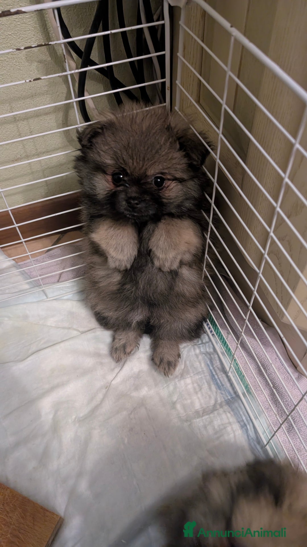 Volpino Pomerania cani in vendita: Volpino pomerania pedigree - Annuncio 6