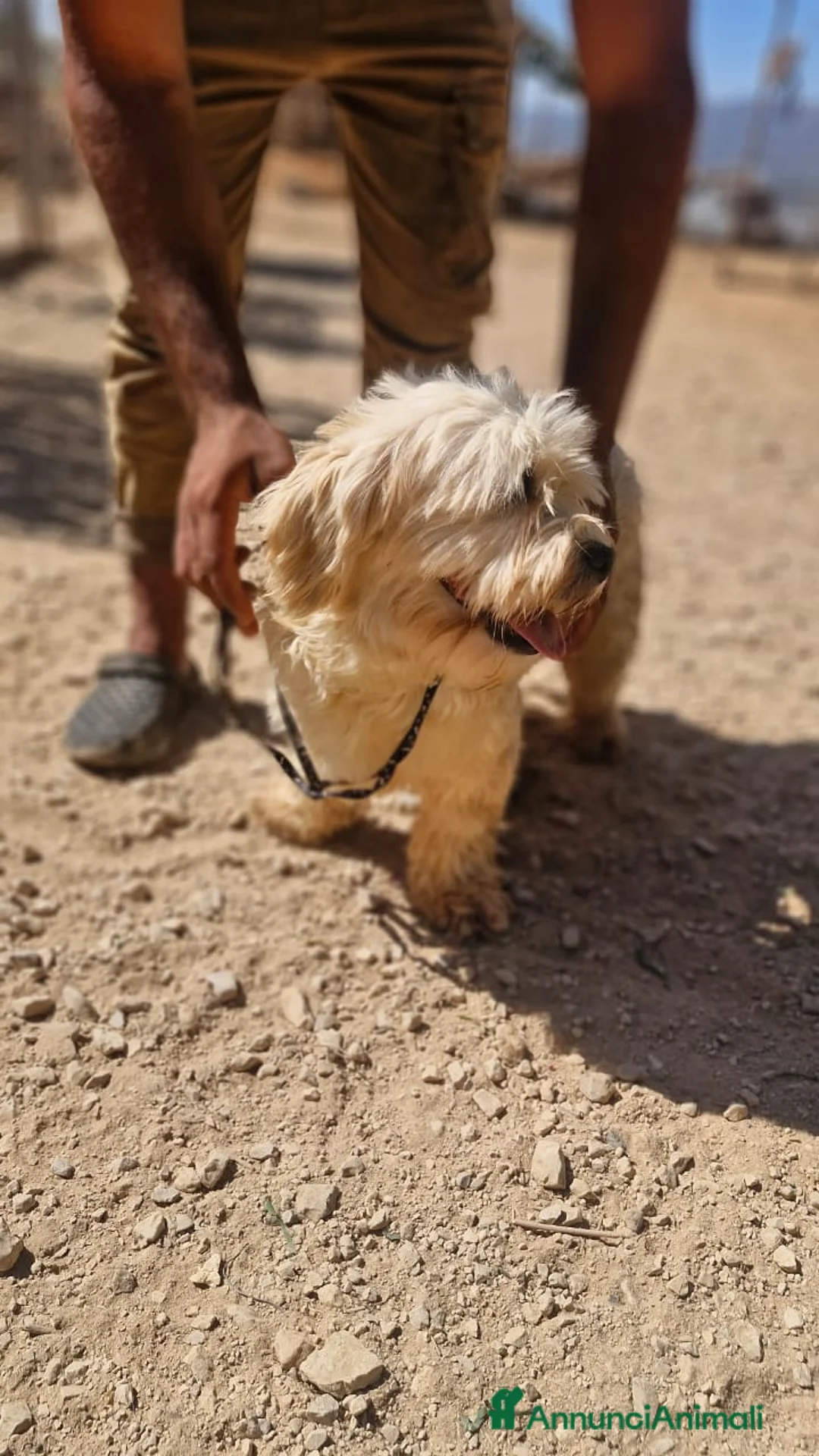 Meticcio cani in regalo: Snoopy, un meticcio coccolone - Annuncio 11
