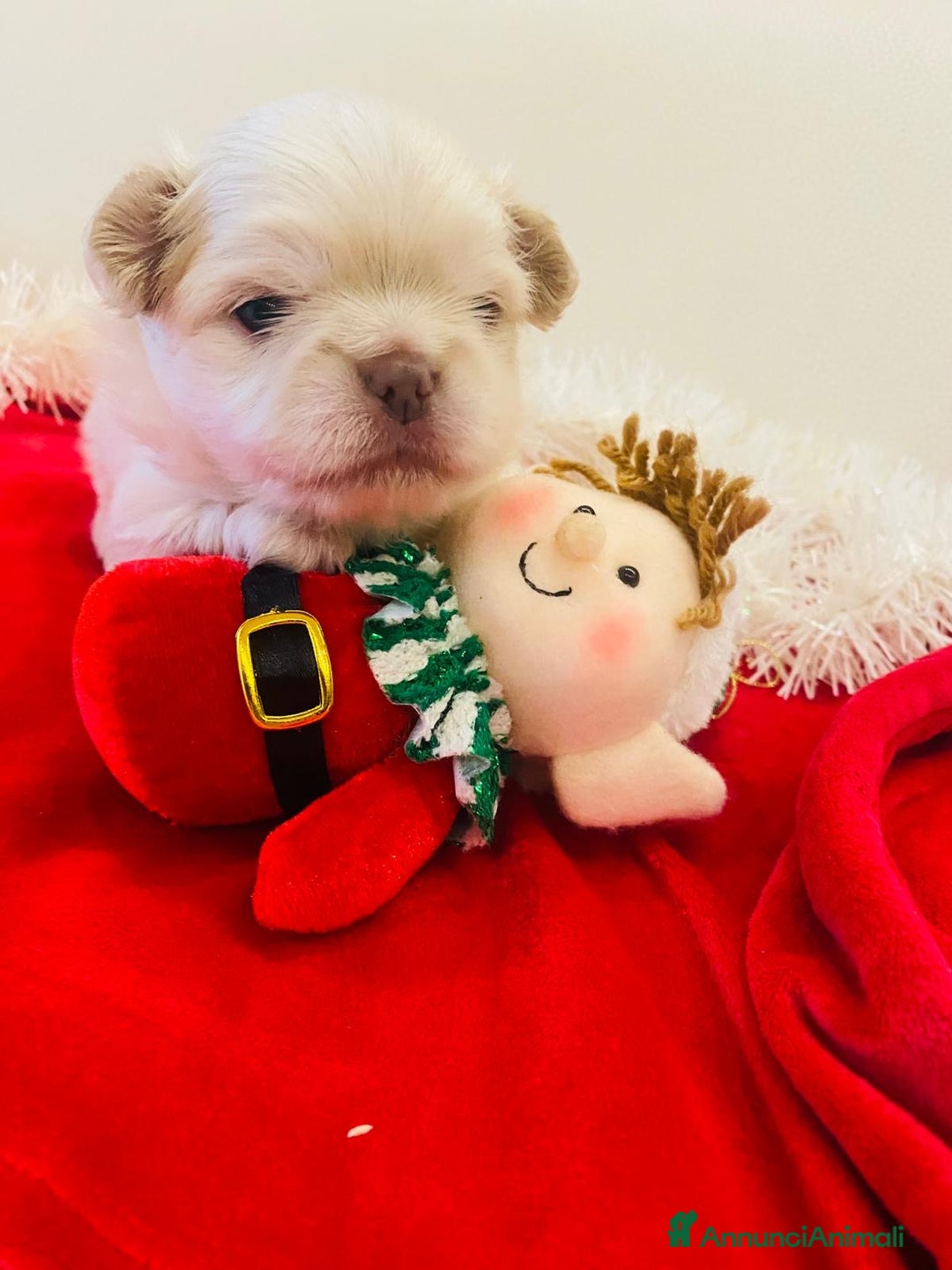 Chihuahua cani in vendita: Chiuahaha a pelo lungo  - Annuncio 5