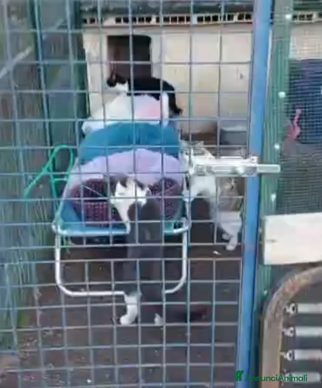 Europeo gatti in regalo: Gattine 7mesi FELV+ VIVONO IN RECINTO.URGENTE ROMA - Annuncio 3