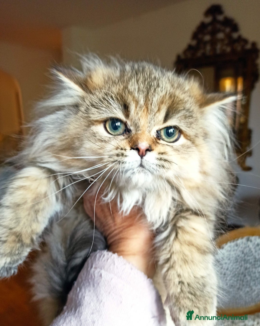 Persiano gatti in vendita: Gattini persiani normotipo  - Annuncio 2