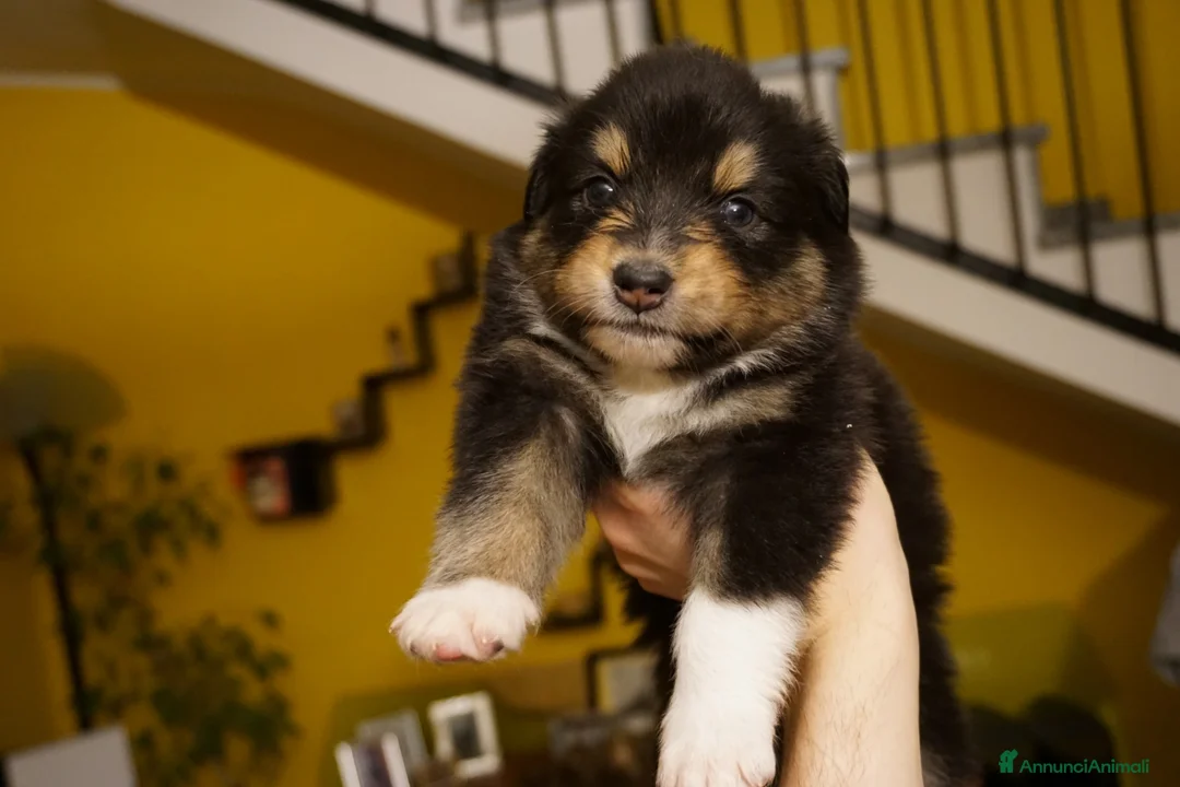 Australian Shepherd cani in vendita: Cucciolata Australian Shepherd  - Annuncio 10