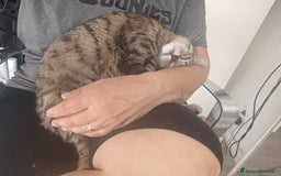Altre razze gatti in regalo: Gattina tigrata a Provincia di Latina - Immagine 6