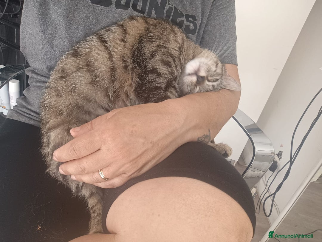 Altre razze gatti in regalo: Gattina tigrata a Provincia di Latina - Immagine 6