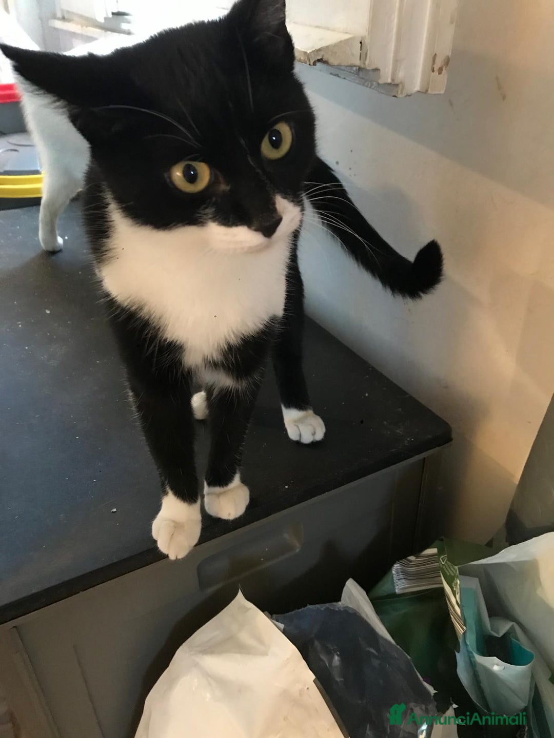 Europeo gatti in regalo: zorro e bianca cercano casa🤍🖤 - Annuncio 6