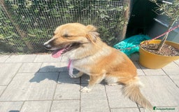 Meticcio cani in regalo: Cucciolona a Città Metropolitana di Bologna - Immagine 4