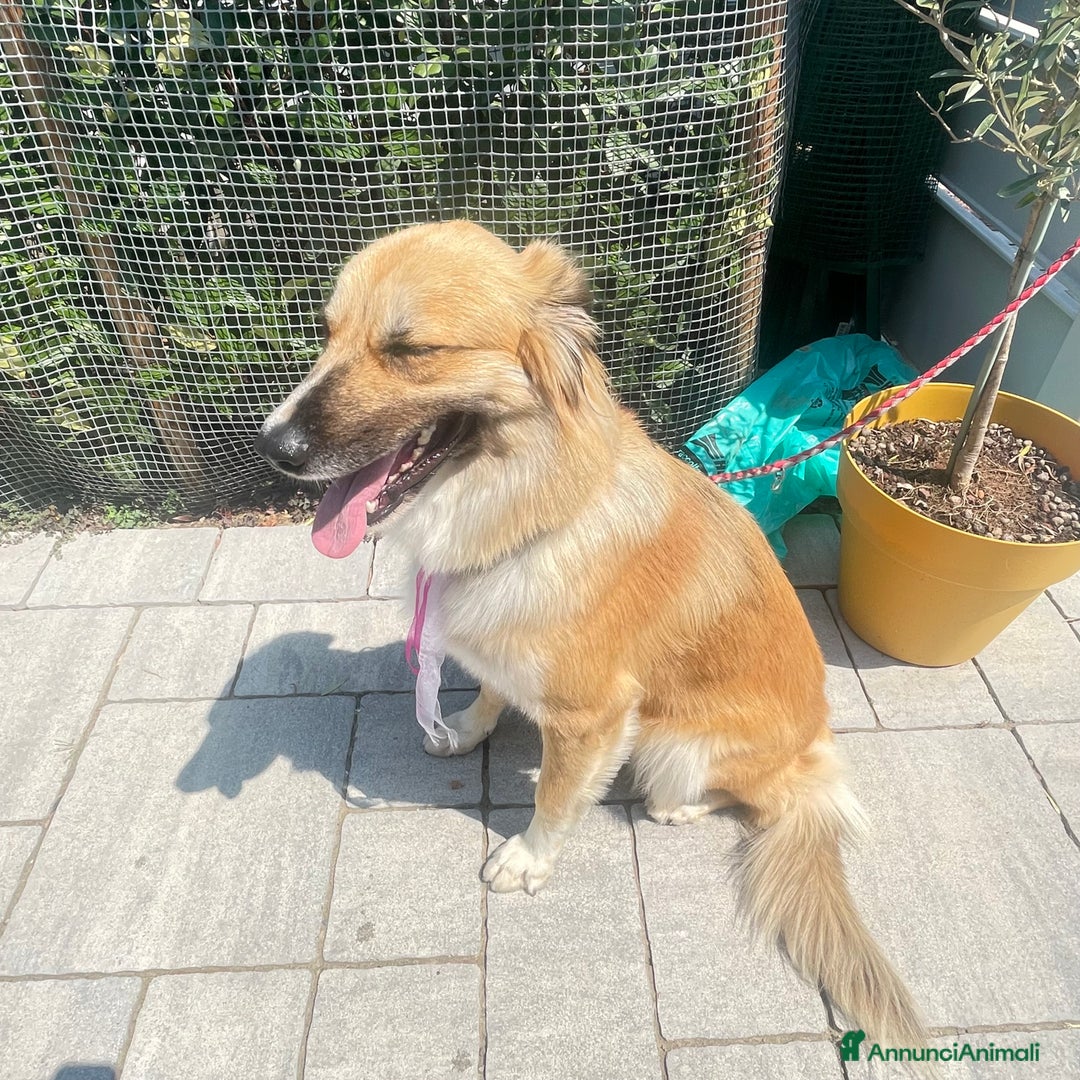 Meticcio cani in regalo: Cucciolona a Città Metropolitana di Bologna - Immagine 4