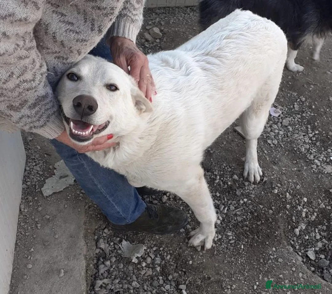 Meticcio cani in regalo: LA DOLCISSIMA SUSY - Annuncio 2