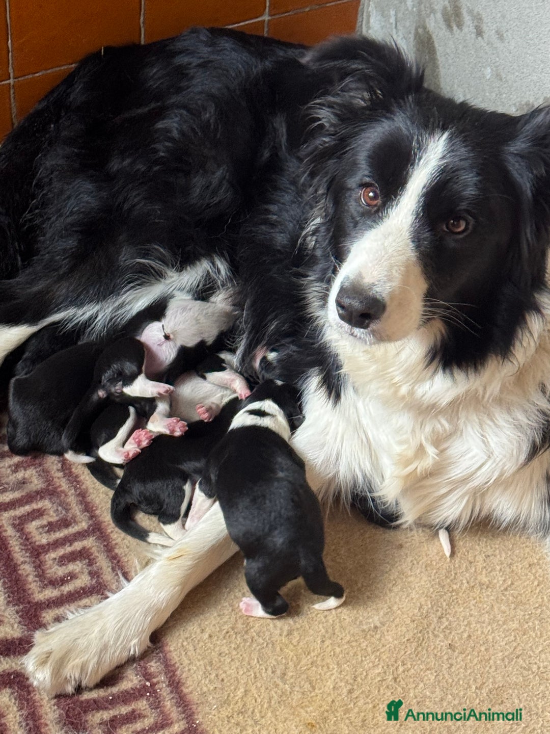 Border Collie cani in vendita: Border collie cuccioli con pedigree - Annuncio 5