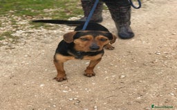 Meticcio cani in regalo: Cico giovanissimo simil pinscher  in adozione a Provincia di Latina - Immagine 3