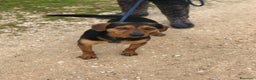 Meticcio cani in regalo: Cico giovanissimo simil pinscher  in adozione a Provincia di Latina - Annuncio 3