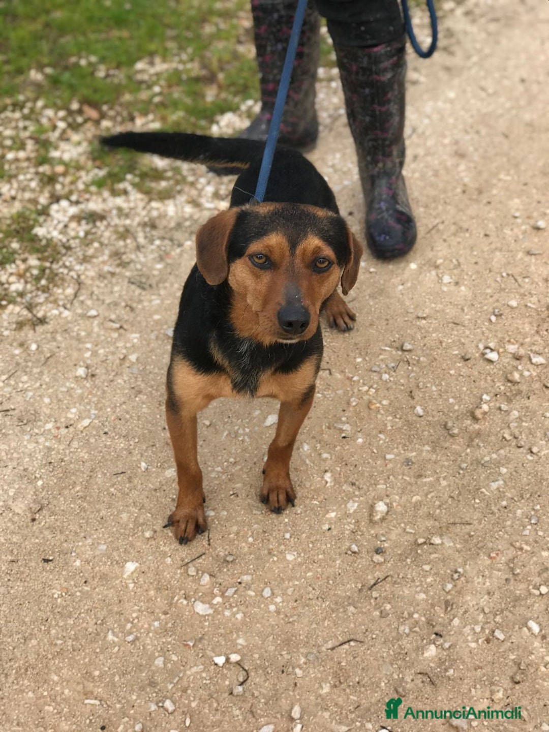 Meticcio cani in regalo: Cico giovanissimo simil pinscher  in adozione a Provincia di Latina - Immagine 3