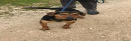 Meticcio cani in regalo: Cico giovanissimo simil pinscher  in adozione a Provincia di Latina - Annuncio 3