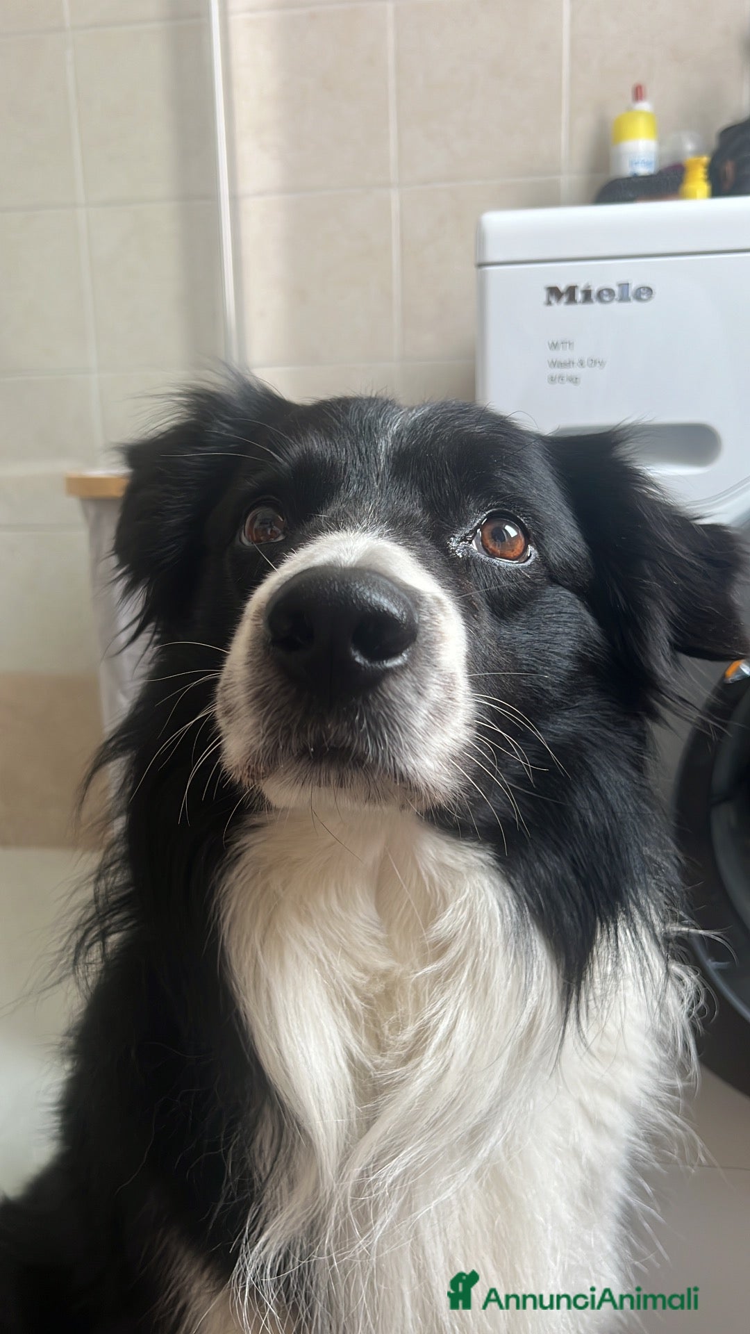 Border Collie cani Border Collie maschio da monta - Annuncio 1
