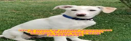 Meticcio cani in regalo: Flo cucciola di 4 mesi cerca casa - Annuncio 5