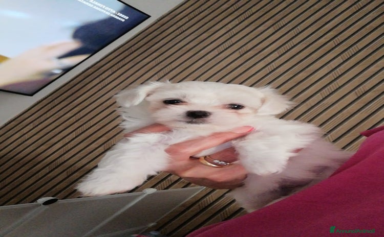 Maltese cani a Città Metropolitana di Napoli - Annuncio 1