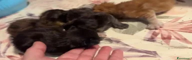 Maine Coon 2