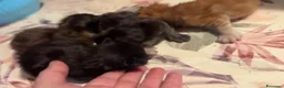 Maine Coon gatti in vendita: Cuccioli di maine coon - Annuncio 4