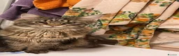 Maine Coon gatti in vendita: Maine Coon  - Annuncio 7