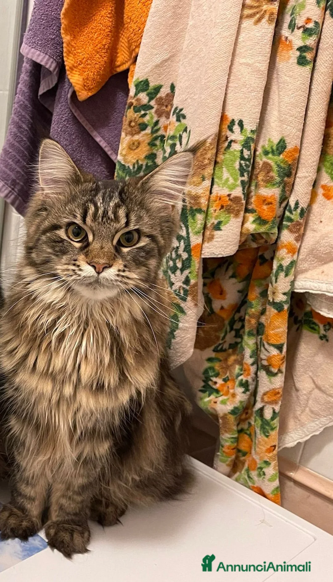 Maine Coon gatti in vendita: Maine Coon  - Annuncio 7