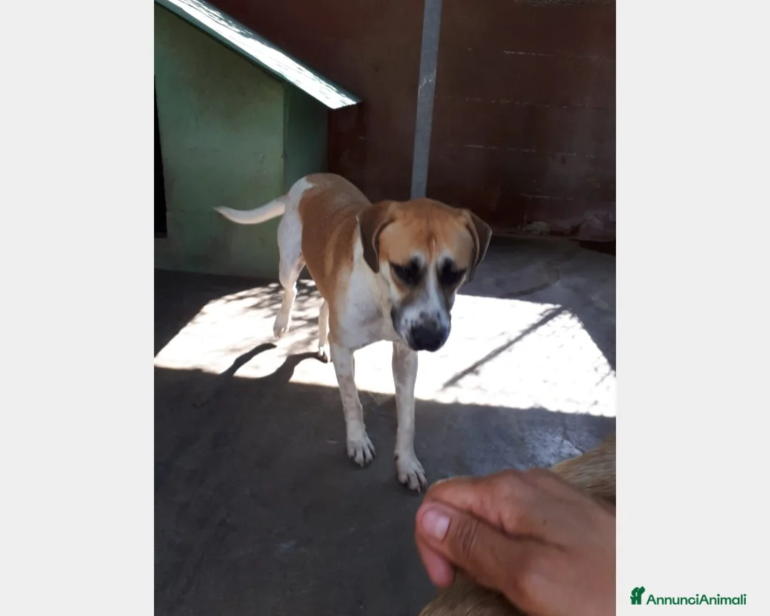 Meticcio cani in regalo: Whisky cucciolone dolcissimo cerca casa  a Roma - Annuncio 5