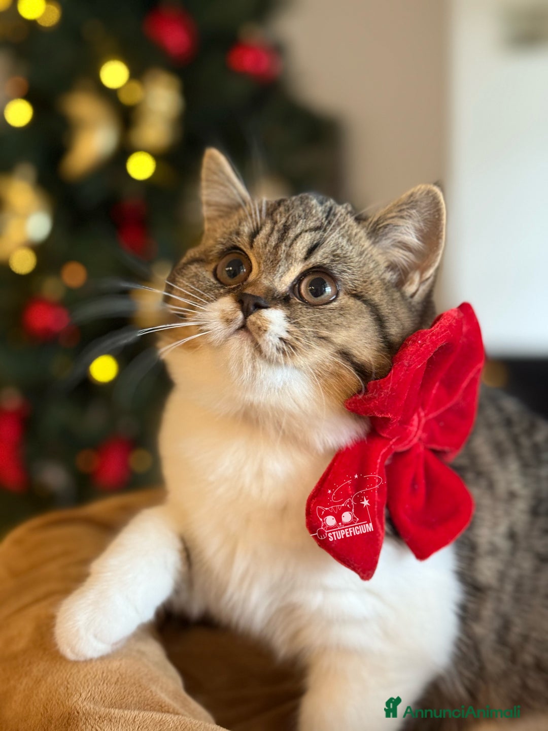 Scottish gatti in vendita: Stupeficium Amos - Scottish Straight - Annuncio 2