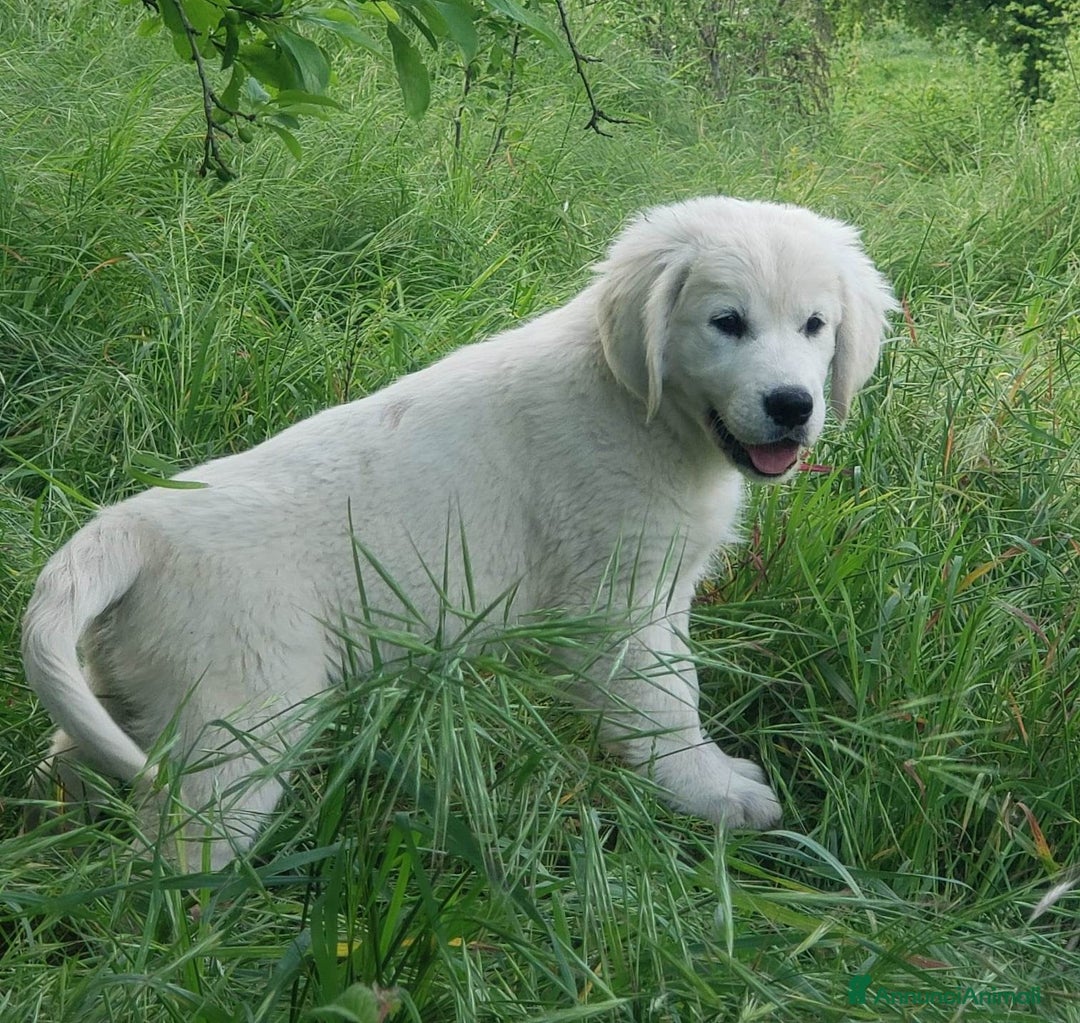 Golden Retriever cani in vendita: Cuccioli di Golden Retriever a Province of Terni - Immagine 1