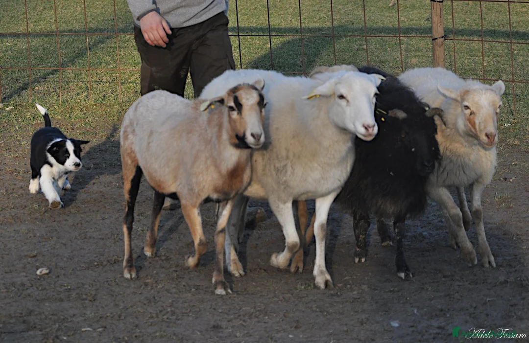 Immagine della galleria {{count}}