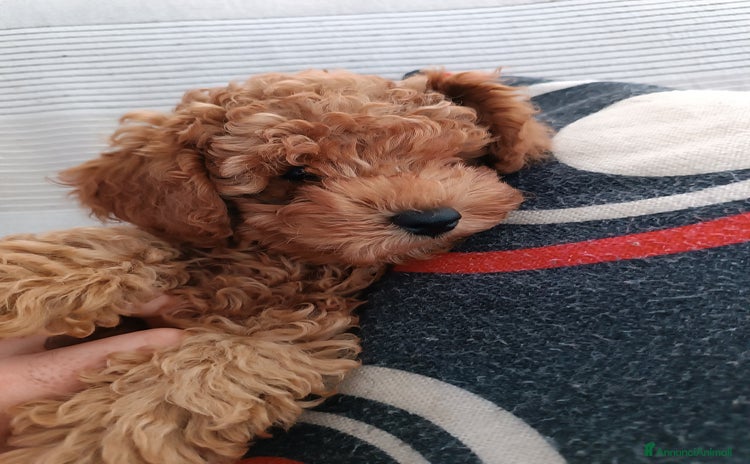 Barboncino Toy cani a Città metropolitana di Milano - Annuncio 2