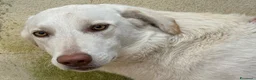 Meticcio cani in regalo: Chiara: giovane, socievole ed equilibrata - Annuncio 1