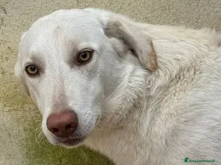 Meticcio cani Chiara: 1 anno, socievole ed equilibrata - Annuncio 25