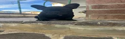 Bulldog Francese cani in vendita: bulldog francese nero  - Annuncio 3