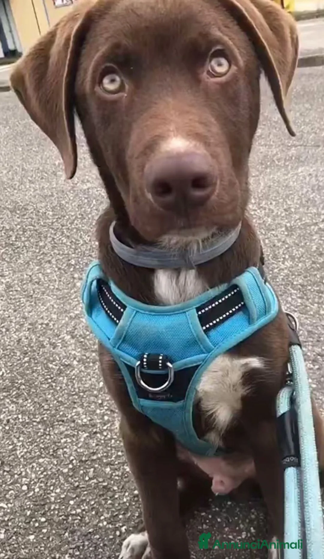 Meticcio cani in regalo: CUCCIOLO ADOTTATO E RESTITUITO  a Provincia di Pisa - Annuncio 1
