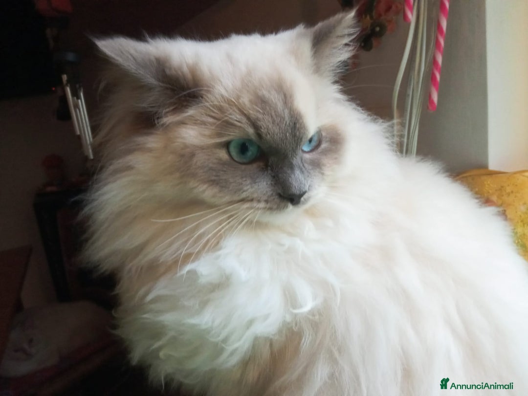 Ragdoll gatti per accoppiamento: Cerco disperatamente compagno per micina Ragdoll - Annuncio 2