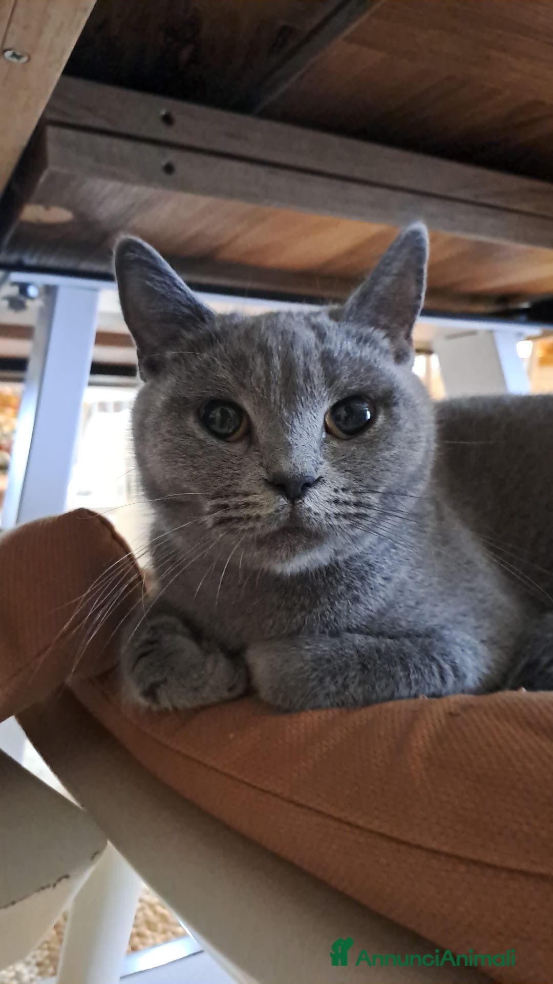 Scottish gatti in vendita: Fantastici Gattini Scottish Straight  - Annuncio 1