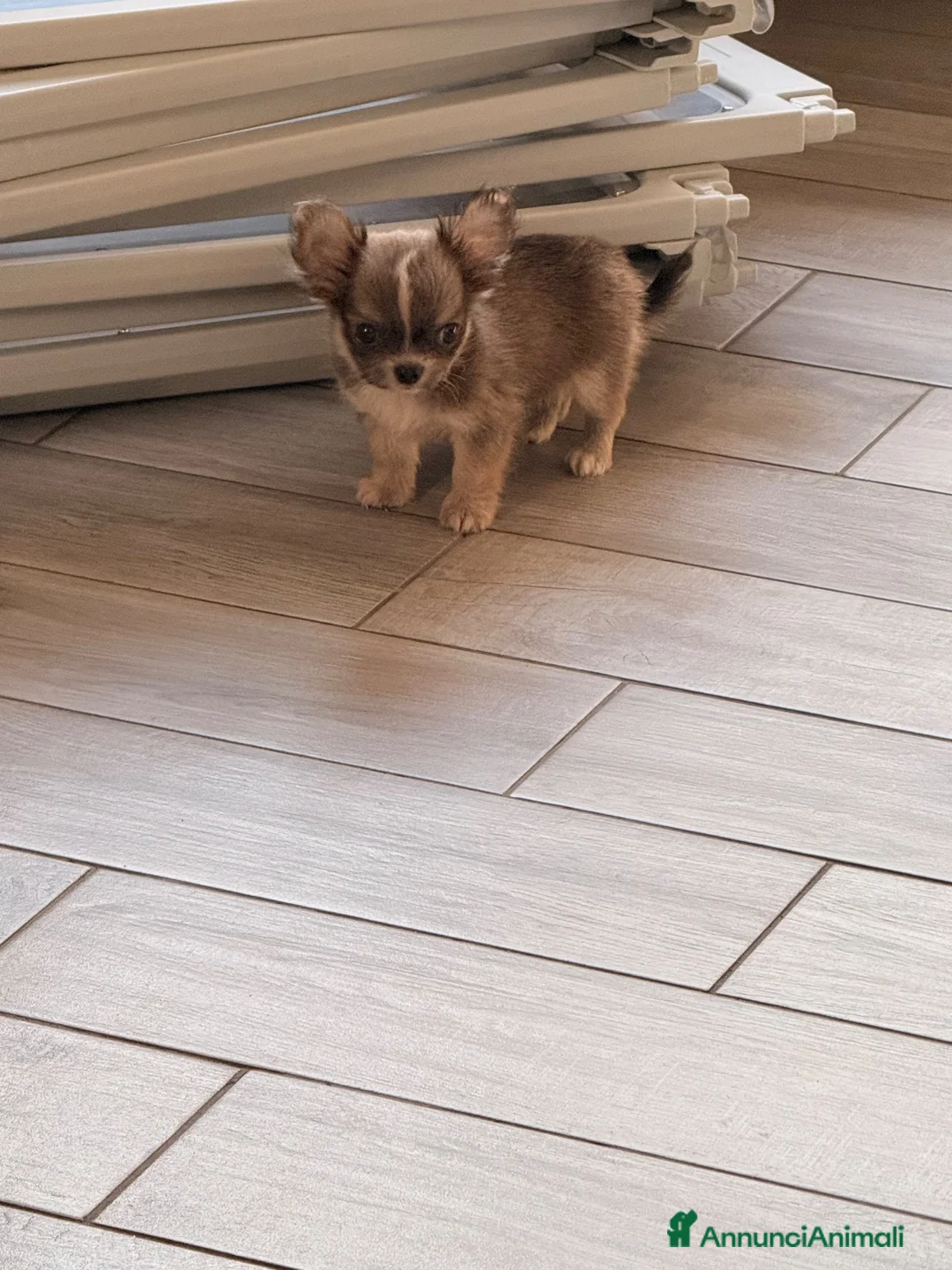 Chihuahua cani in vendita: Cucciolo dí chihuahua  - Annuncio 5
