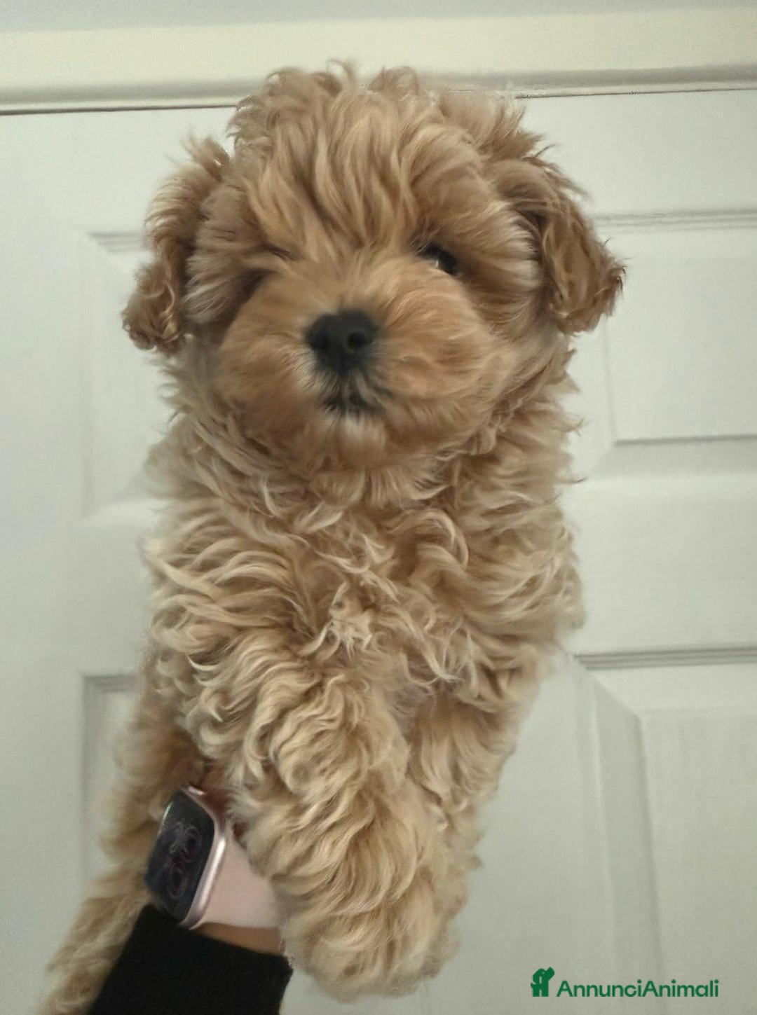 Meticcio cani in vendita: Bellissimi Maltipoo Mini F1 - Annuncio 11