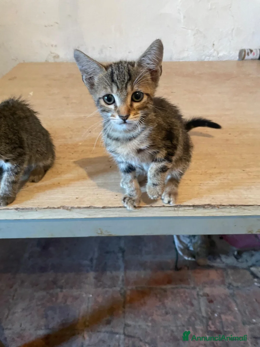 Altre razze gatti in regalo: CERCANO CASA 🏡 a Provincia di Ancona - Annuncio 1