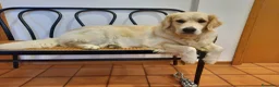 Golden Retriever cani in vendita: Vendo cuccioli - Annuncio 3
