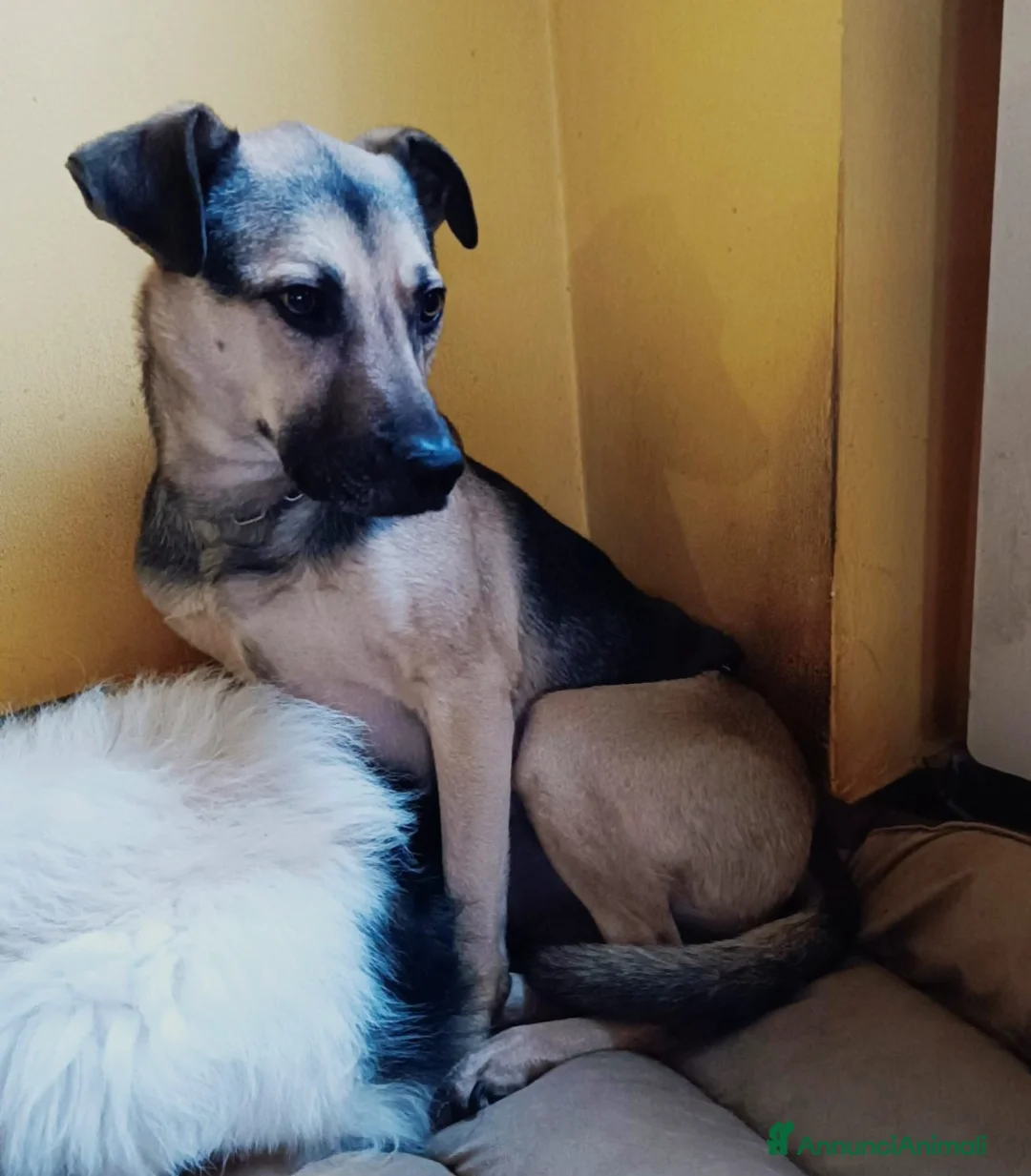 Meticcio cani in regalo: Tanto pastorino 6anni salvato 3anni fa MILANO SOS - Annuncio 5