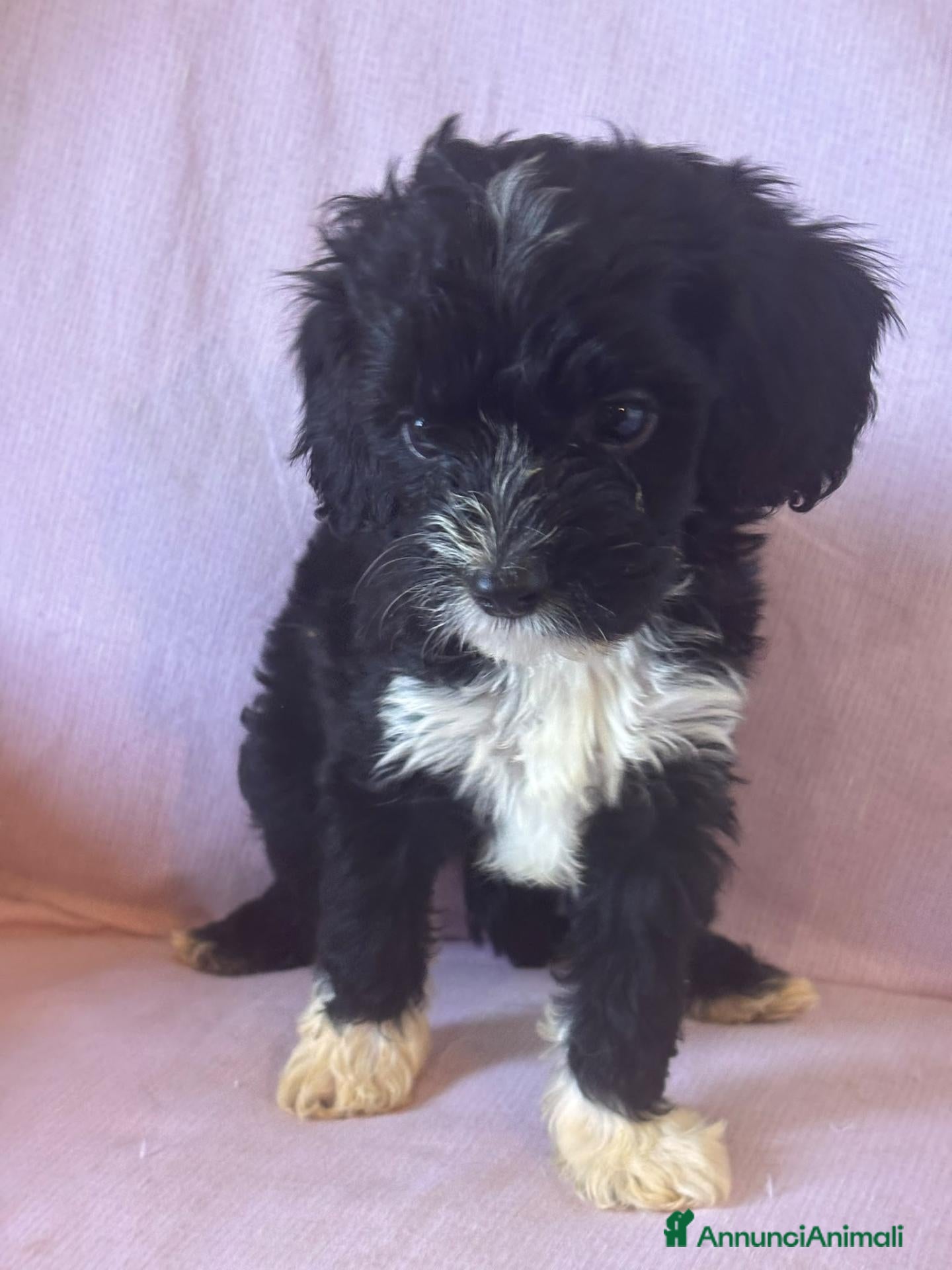 Cavapoo cani Cuccioli di cavapoo - Annuncio 5