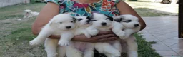 Cane da Montagna dei Pirenei cani in vendita: Sette cuccioli di Cane da Montagna dei Pirenei a Ente di decentramento regionale di Udine - Annuncio 19