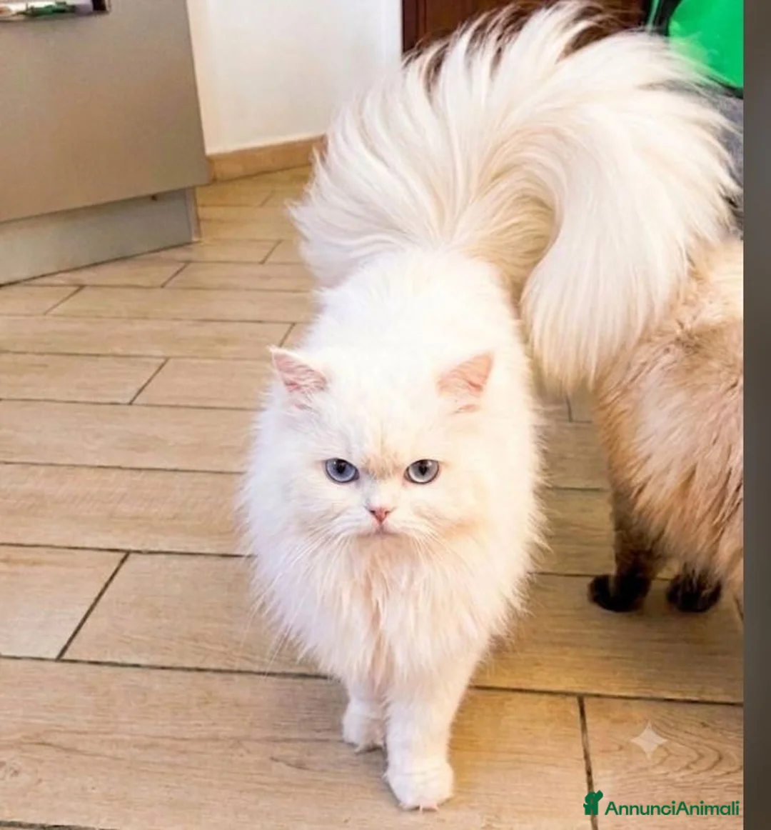 Persiano gatti in vendita: Gattini persiani  - Annuncio 2