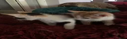 Europeo gatti in regalo: Gattini per adozione  - Annuncio 9